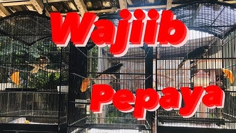 Makanan Cucak Rawa Pepaya Sangat Bagus Untuk Pencernakan Musim Panas Wajib di Kandang + Sangkar