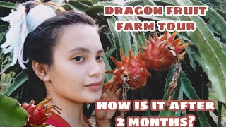 DRAGON FRUIT FARM TOUR PART 2 (how is it after 2 months?)