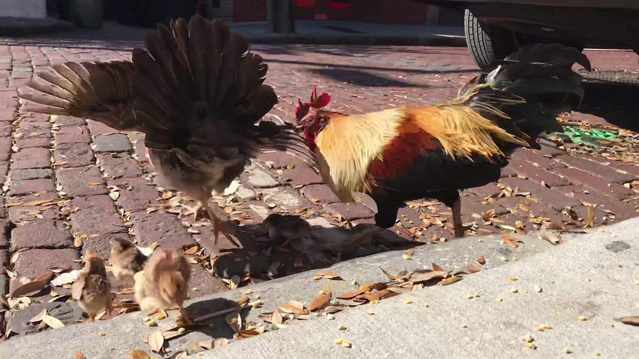 Ybor City Chickens YouTube