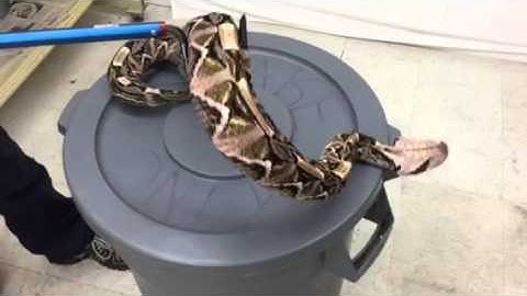 Picking up a Gaboon Viper with the Double Hook New from Midwest Tongs.com