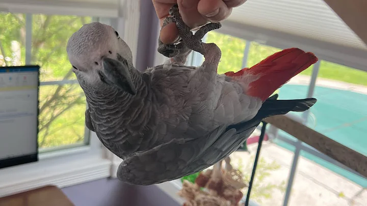 A few minutes with Symon the African Grey Talking Parrot💕🦜