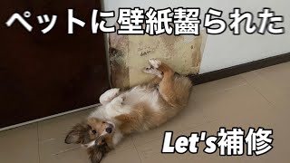 #1 ペットに齧られた壁紙補修　壁紙齧られ防止対策