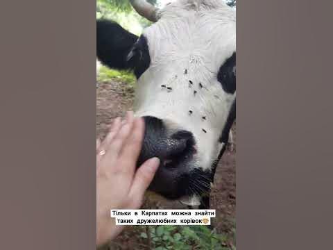карпатські корівки🐮#карпати #корова - YouTube