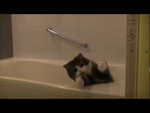 お風呂で遊ぶねこ４ Maru Plays In The Bathtub 4 Youtube