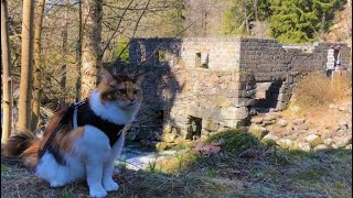 Maine Coon Cat: Found the Ruins of A 200 Year Old Mill by The Explorer Cat 5,482 views 4 years ago 2 minutes, 58 seconds