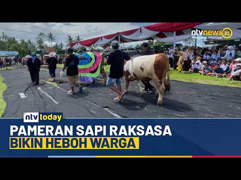 Sapi-Sapi Unggulan Bersaing di Kontes Banyuwangi Menjelang Kurban | NTV TODAY