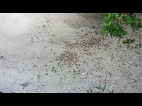 crabs at Manatee Viewing Center