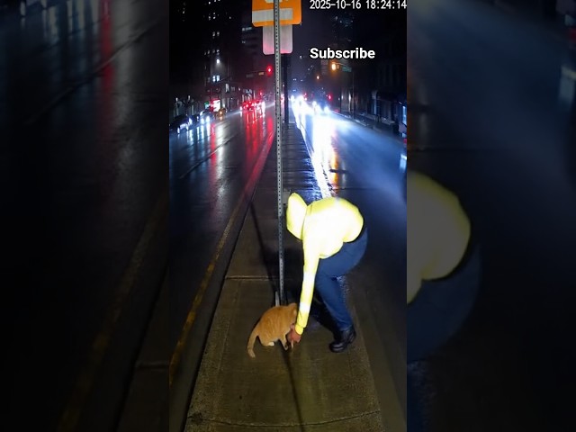Man Rescue Cats form the unsafe road😱👉🏻#trending #viralcatvideo #viral #foryou #fypシ #shorts #cat