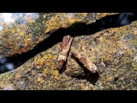 Larvy Chrostíka - (Trichoptera) - vodní hmyz