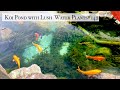 Koi pond with LUSH WATER PLANTS (Matsuyama, Ehime)