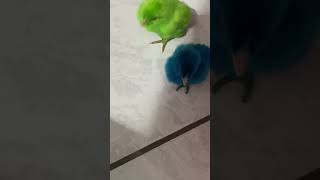 Pollito Verde Y Azul