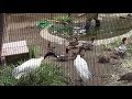 掃除する飼育員とクロトキ（井の頭自然文化園） Zoo Keeper & Ibis