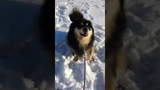 SGCH Mikey Finnish Lapphund's snow bath 2017 in New York City