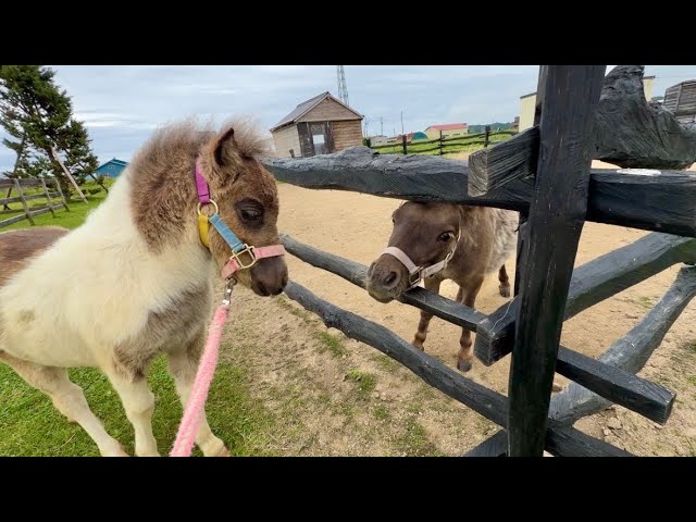 　うま　Little Horse The miniature horses are growing a little more again today - YouTube