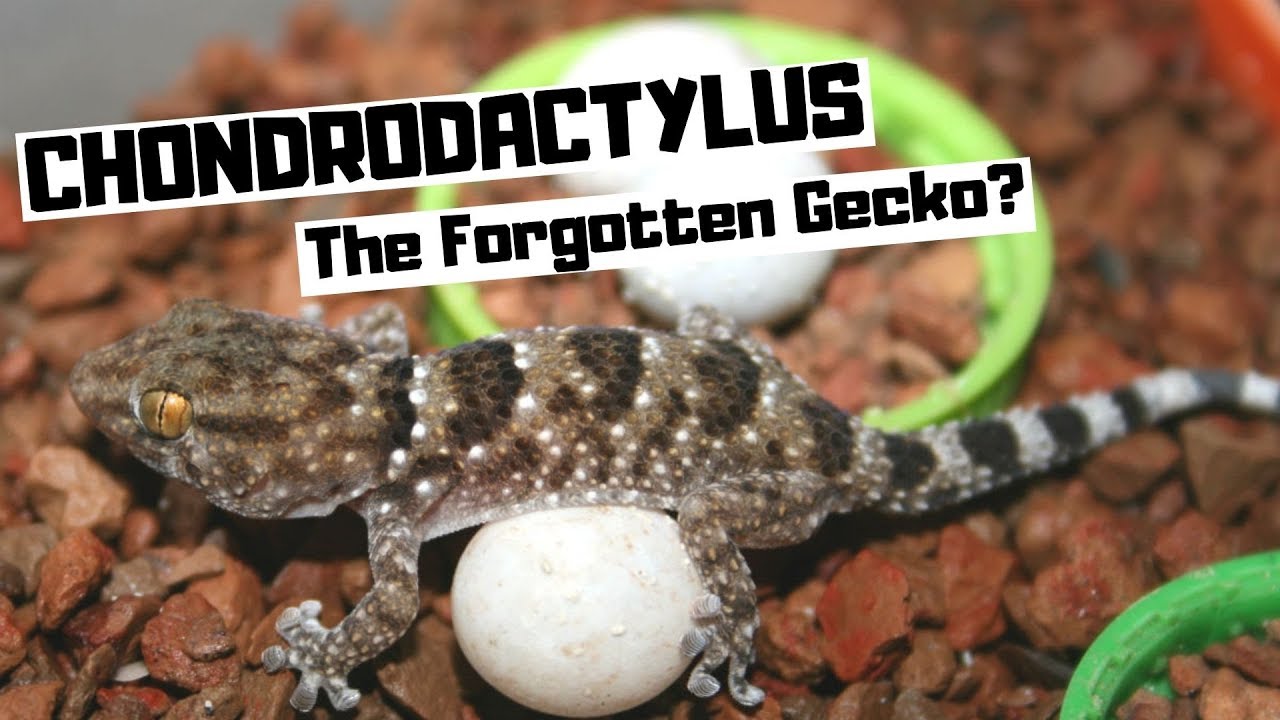 Chondrodactylus - The Forgotten Gecko?