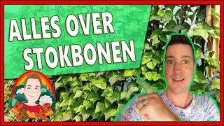 Stokbonen zaaien | Moestuinvlog 145 | Spint planten herkennen & bestrijden, Lieveheersbeestje larve