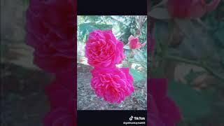 Sedat Kurt Neden Yoksun Yanımda