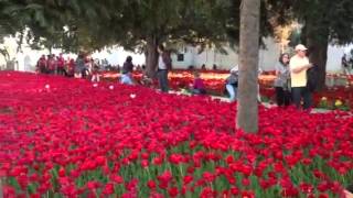 As tulipas de Istambul