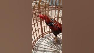 RED JAPAN 7 BULAN VIP