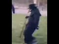  ليكمي