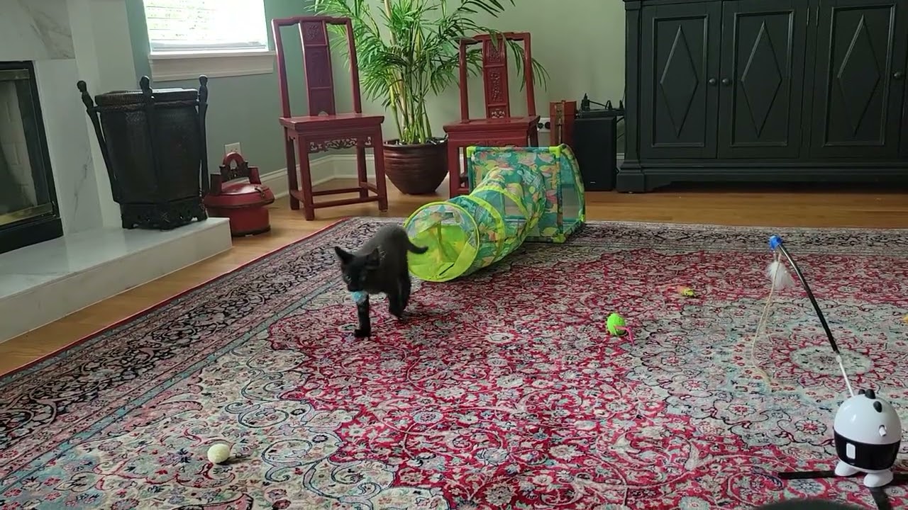 Kitten playing