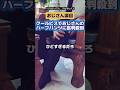 東京都庁男性のハーフパンツに女性がすね毛むり#東京クールビズ#ハーフパンツ#すね毛