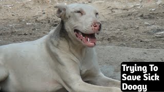 Trying To Save Sick Doogy is Living His | Rescue Dog Transformation | Signs a Dog is Going to Die