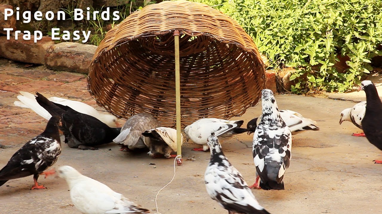 How to Trap Pigeons by Stick Basket homemade