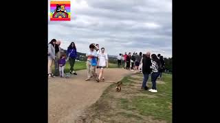 Cute Puppy Walking With His Big Toy Stick