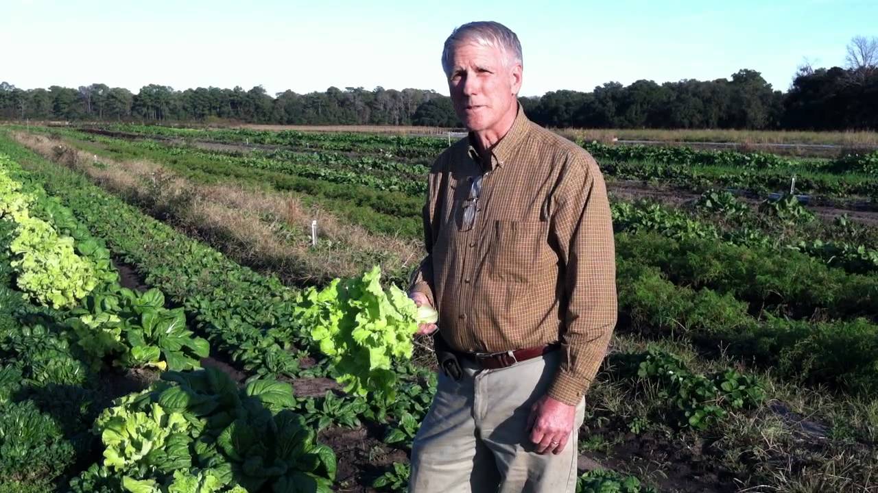 Ambrose Family Farm Wadmalaw Island Sc Ambrose Family Farm Wadmalaw Island Sc