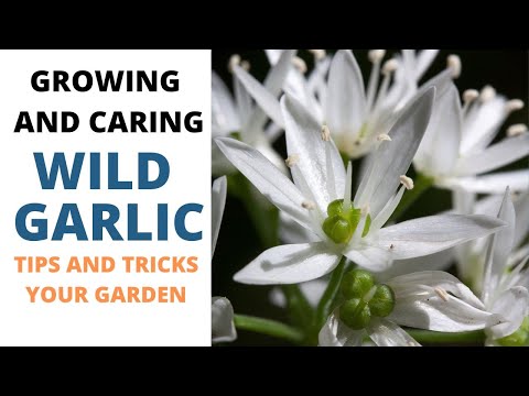 Vídeo: Wild Wood Garlic Care – Como cultivar Ramsons no jardim