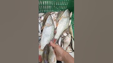 #shorts lâu lắm mới thấy cá ngựa nước song