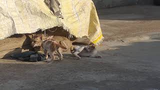 cut cat #viral #video ##viral #video #shorts #viral shots@anujagnihotri gamar