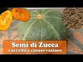 Semi di ZUCCA 🎃: come RACCOGLIERE, trattare e CONSERVARE