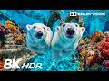 Discover Spectacular Deep Ocean Creatures in 8K HDR | Dolby Vision™