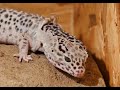 Leopard Gecko Shedding Full Video