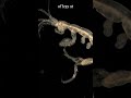 This Deep Sea Monster Is Called the Skeleton Shrimp and It Actually Looks Like It Crawled Out of