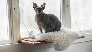 Building Martha Stewart's Cat Window Perch