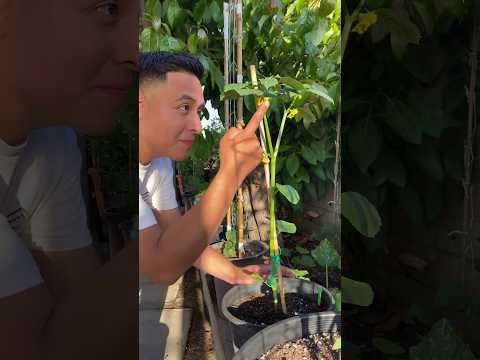 Video: Tomatillo Planteproblemer: Reasons For An Empty Husk On Tomatillos