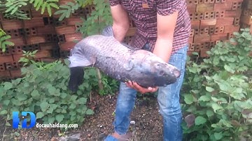 ►[Đồ Câu Hải Đăng]Tổng hợp những câu cá trắm đen tại thái bình