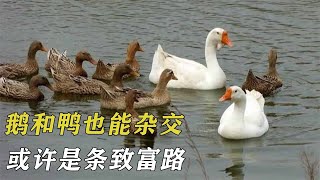 鵝和鴨也能雜交？生長速度快產蛋效率極高，或許是條致富路 by 阿呆杂烩说 376 views 4 months ago 4 minutes, 34 seconds