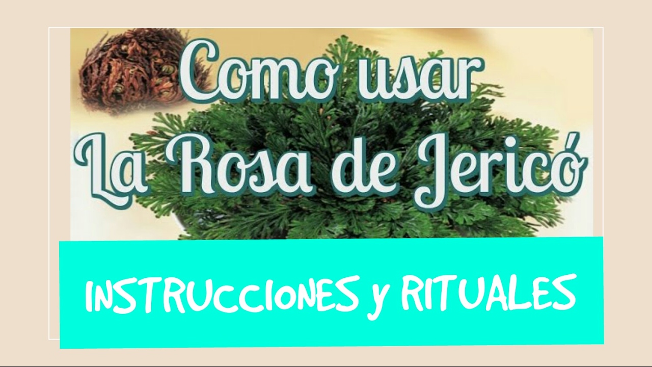 ROSA DE JERICO // INSTRUCCIONES Y RITUALES // magia blanca. - YouTube