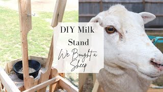 We Bought a Pregnant Katahdin Ewe!  || EASY Milk Stand Build || Katahdin Sheep Milk