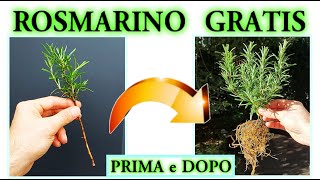 ROSMARINO: ecco COME RIPRODURLO GRATIS a MAGGIO ed avere successo del 100%, tre METODI SUPER GENIALI