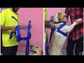 Wearing Harness to my dog for the first time | Dog Harness