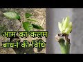 आम का कलम बांधने की घरेलु तरीका! how to graph a mango tree simple and very easy method