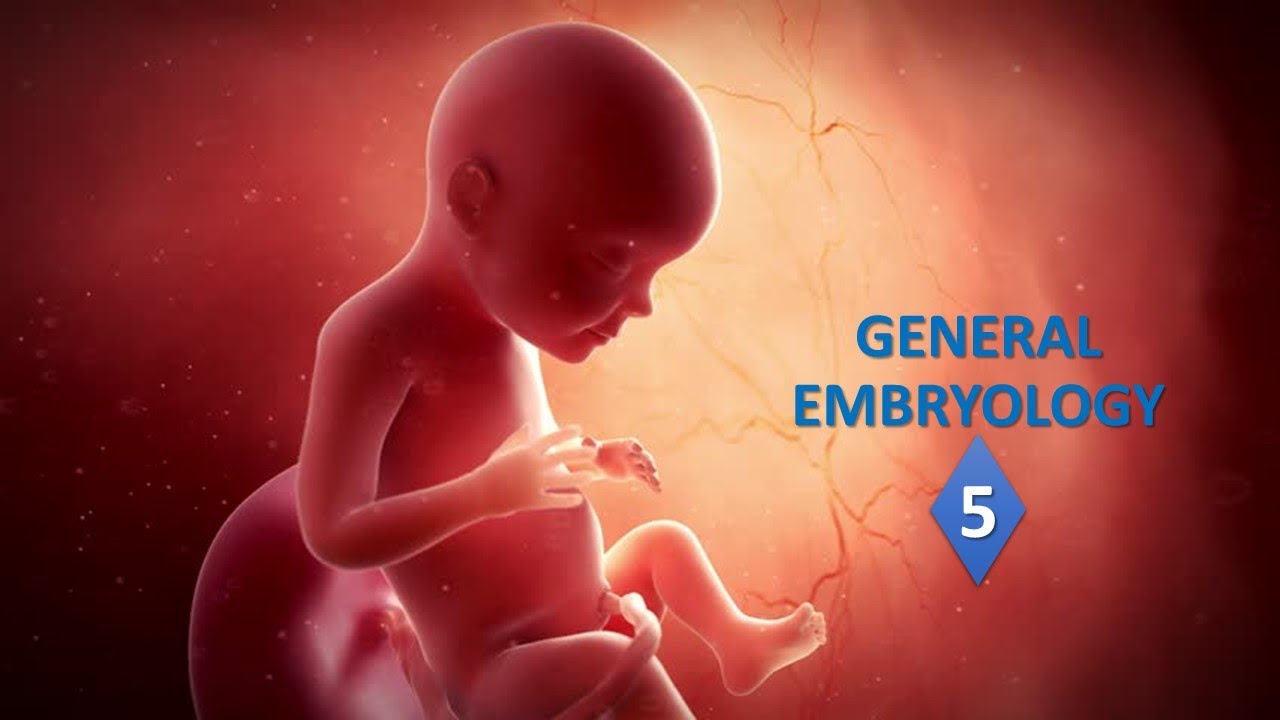 General embryology (Part-05). Prof. Ashfaqur Rahman