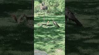 Wild Turkey!