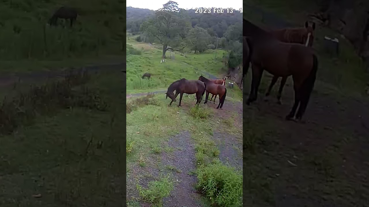 Farm Cam. Brumby watch