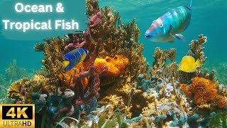 Ocean and Tropical Fish 4K | Stunning Underwater Footage | Coral Reef Fish |  Relaxing Music by Lord of Animals 840 views 5 months ago 15 minutes